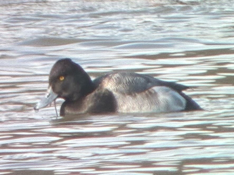 コスズガモ - ML647508337