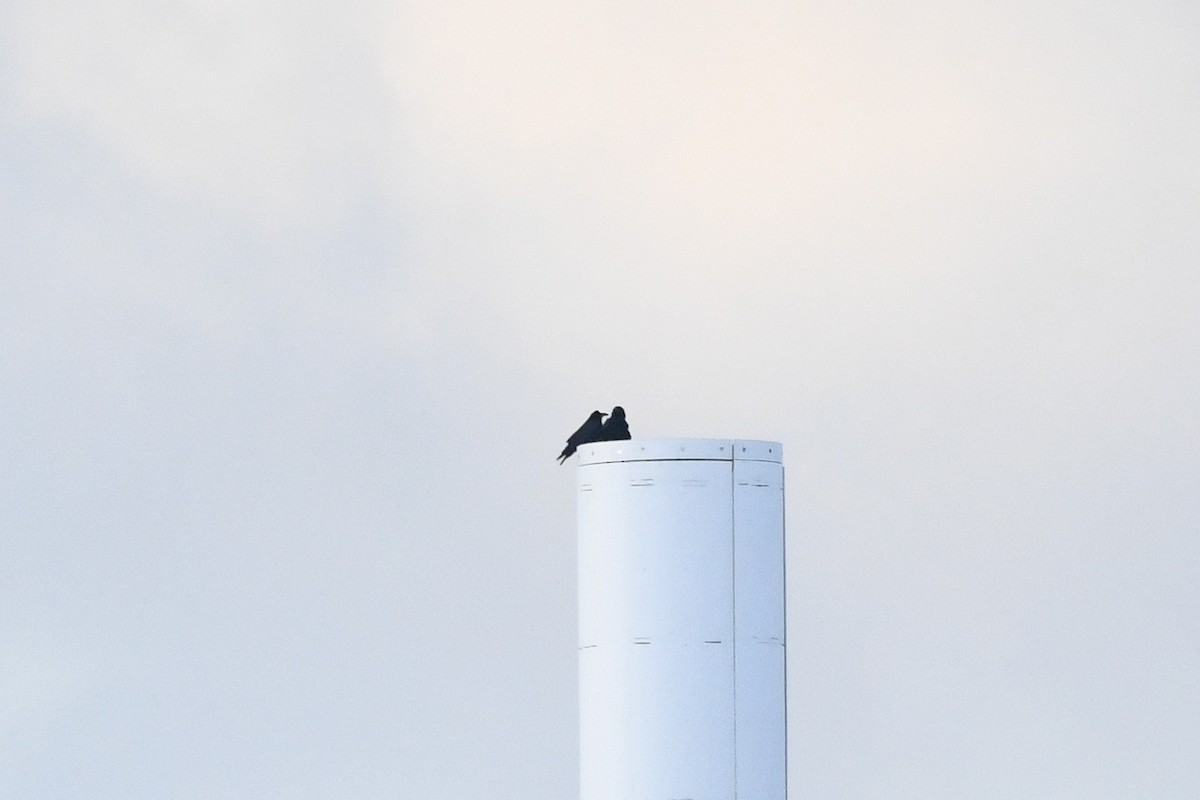 Common Raven - ML647508341