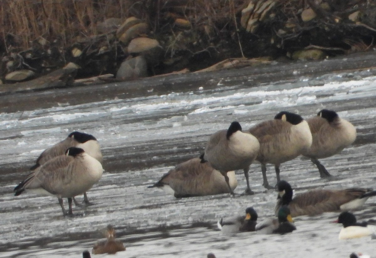 Barnacla Canadiense Grande - ML647508392