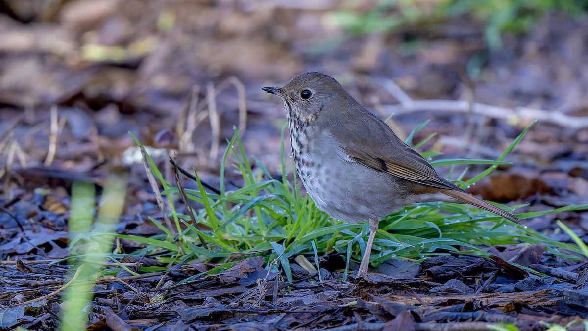 קיכלי חלוד-זנב - ML647508406