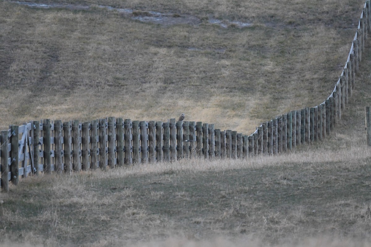 コミミズク - ML647508408