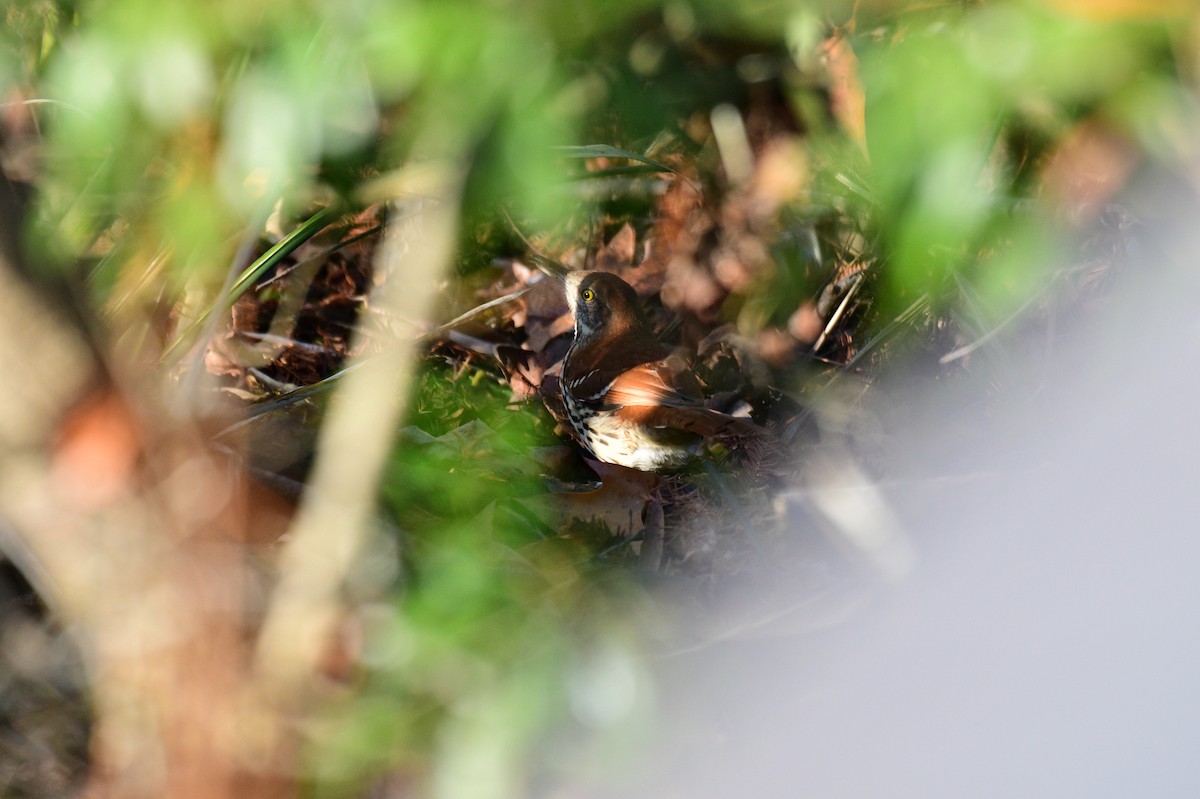 Brown Thrasher - ML647508414