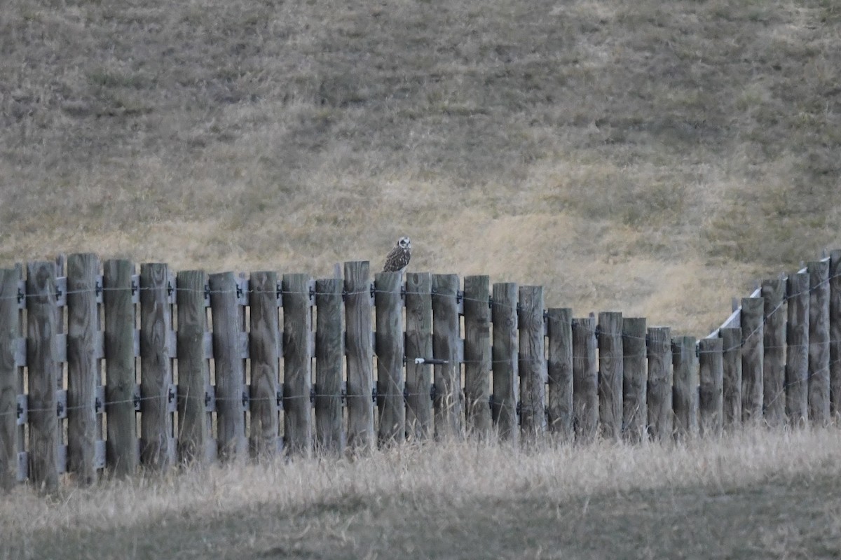 コミミズク - ML647508427