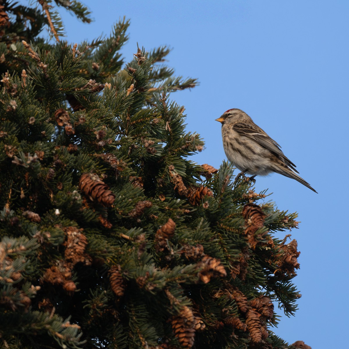 Redpoll - ML647508428