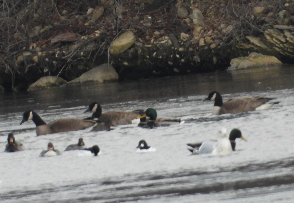 Barnacla Canadiense Grande - ML647508433