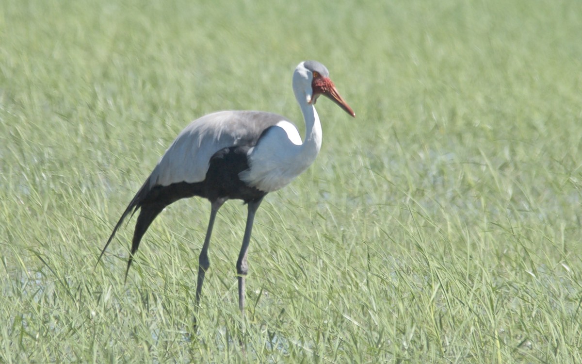 Grue caronculée - ML647508435