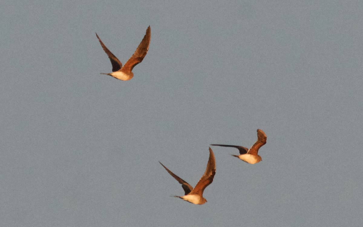 Collared Pratincole - ML647508459