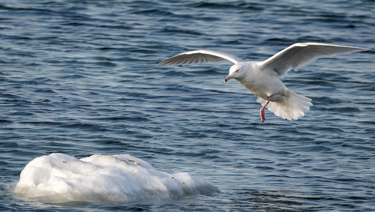Gavión Hiperbóreo - ML647508467