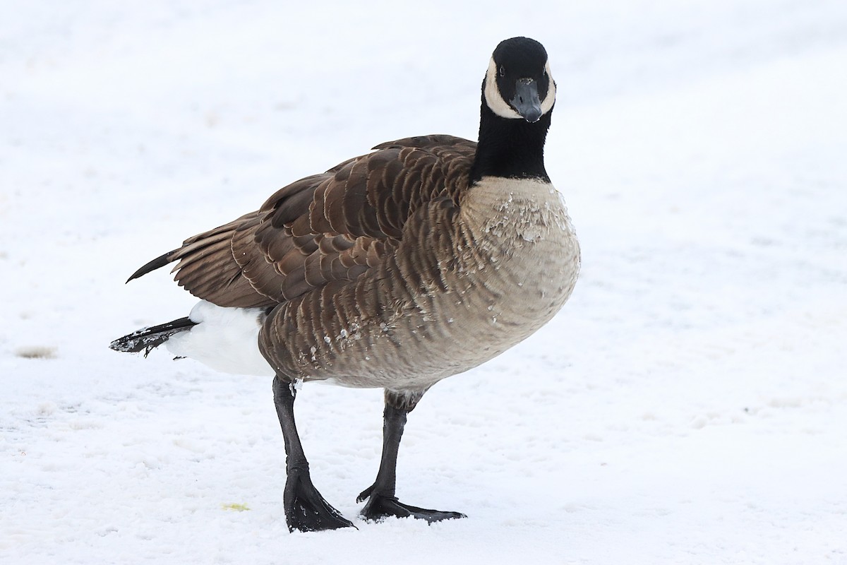 Barnacla Canadiense Grande - ML647508469