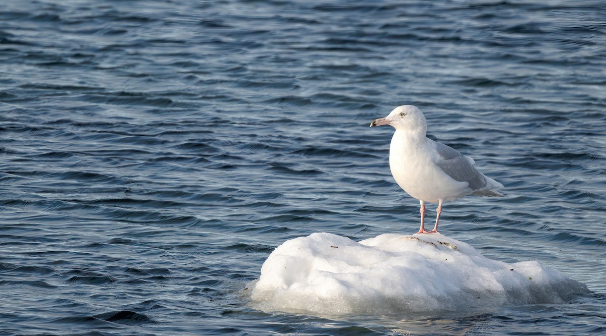 Gavión Hiperbóreo - ML647508471