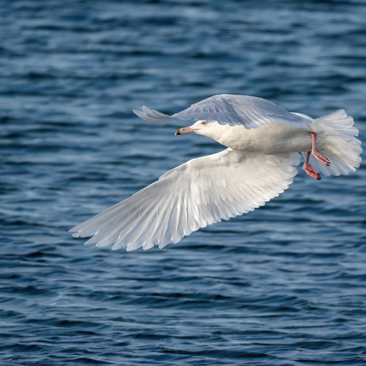 Gavión Hiperbóreo - ML647508475