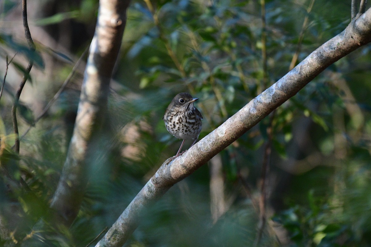 קיכלי חלוד-זנב - ML647508483