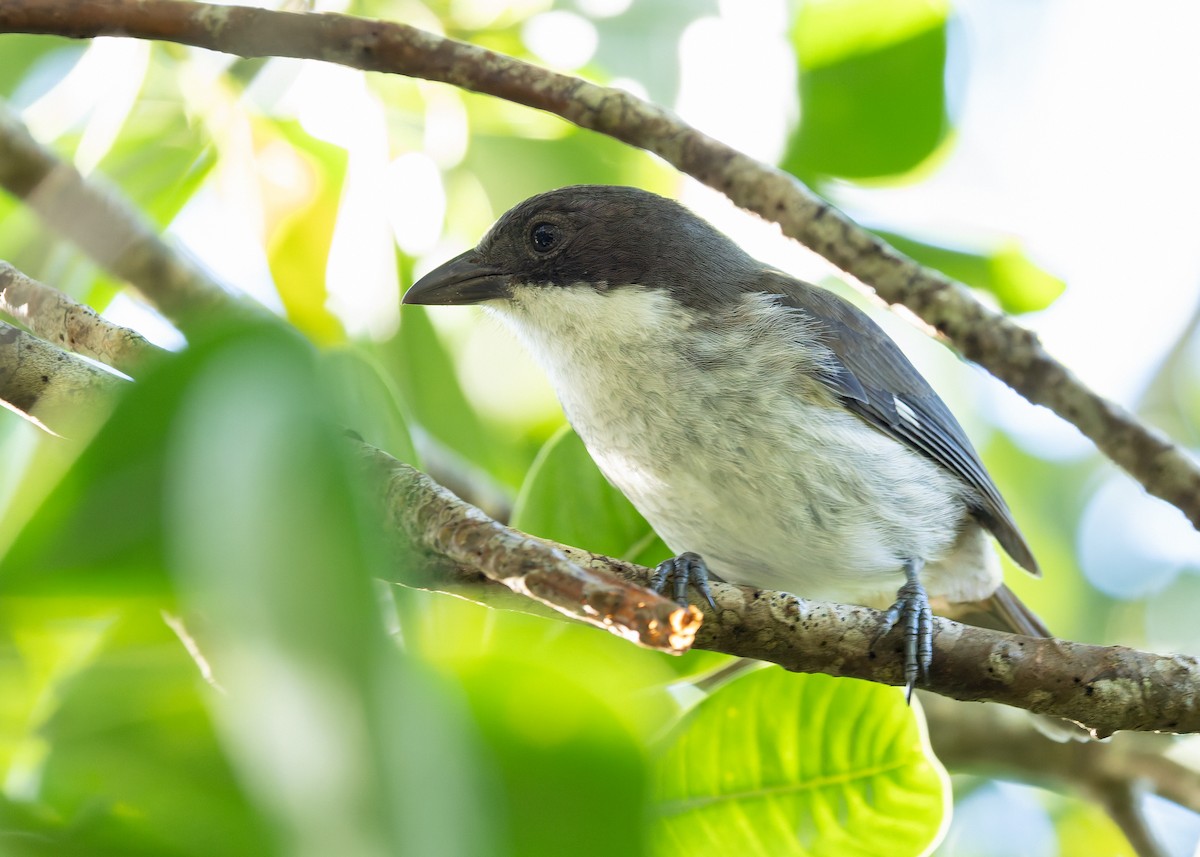 Puerto Rican Tanager - ML647508539