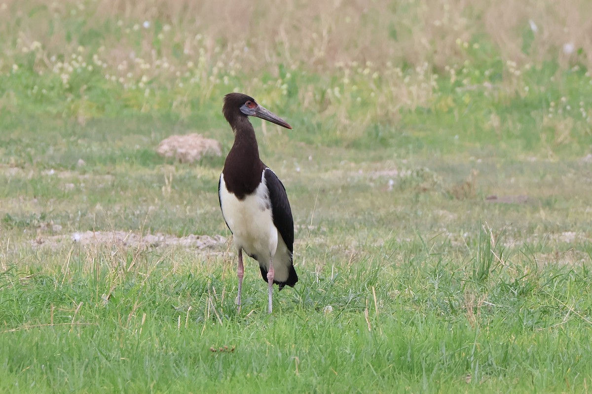 Abdim's Stork - ML647508541