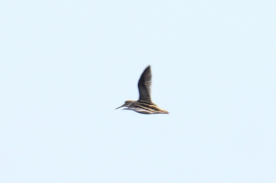 Jack Snipe - ML647508545