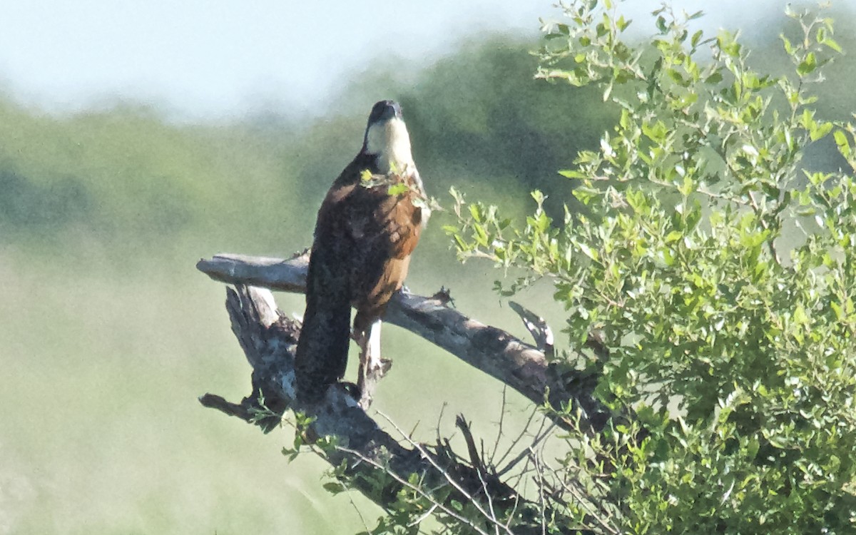 Cucal Colicobrizo - ML647508548