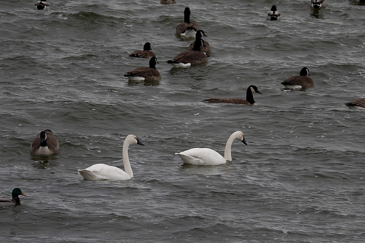 Barnacla Canadiense Grande - ML647508557