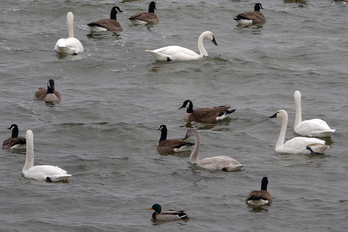 Barnacla Canadiense Grande - ML647508558