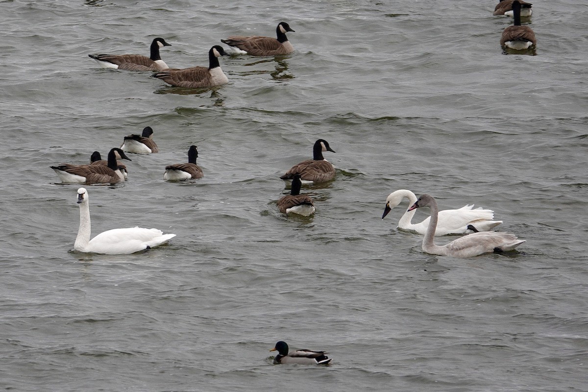 Barnacla Canadiense Grande - ML647508559