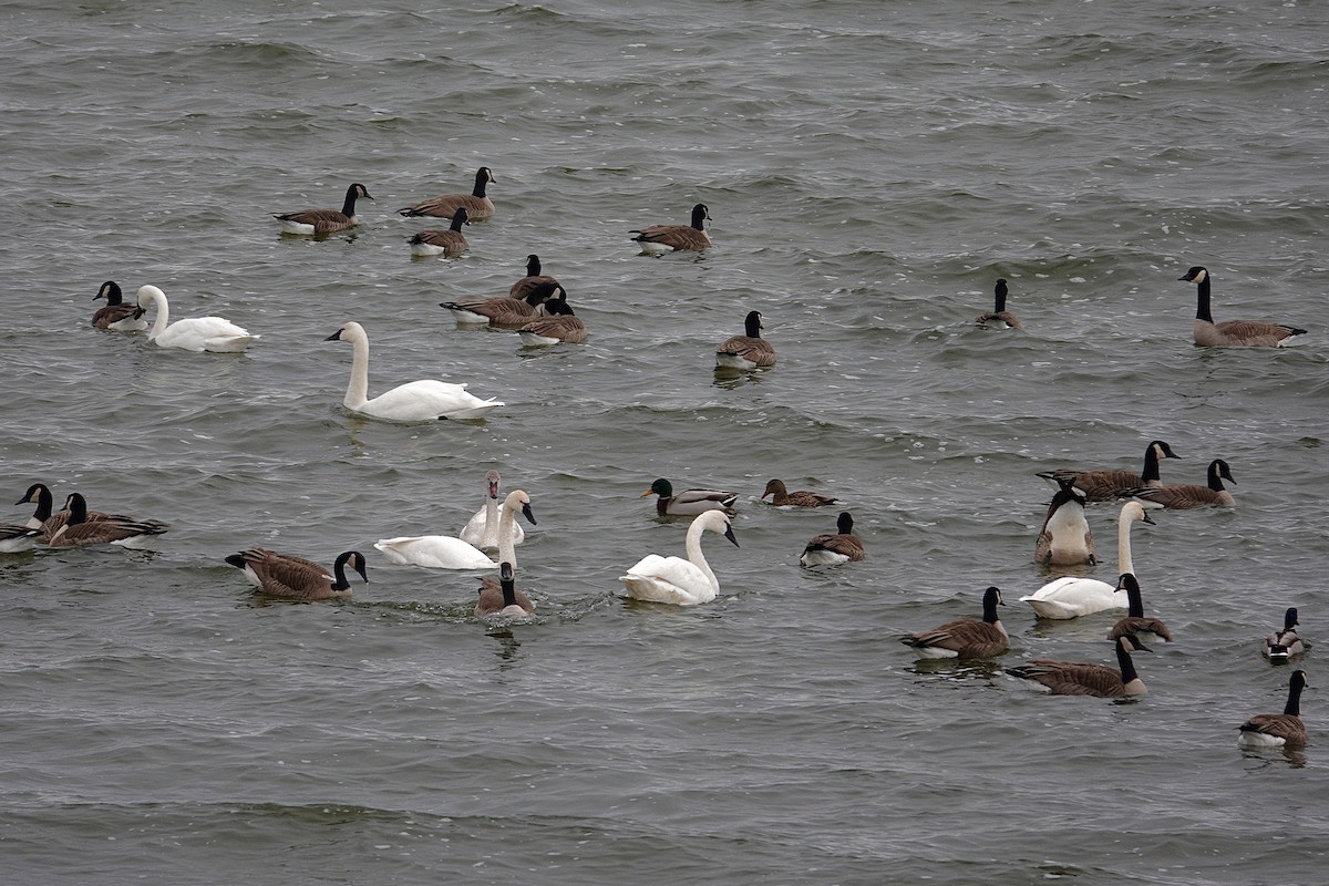 Barnacla Canadiense Grande - ML647508560