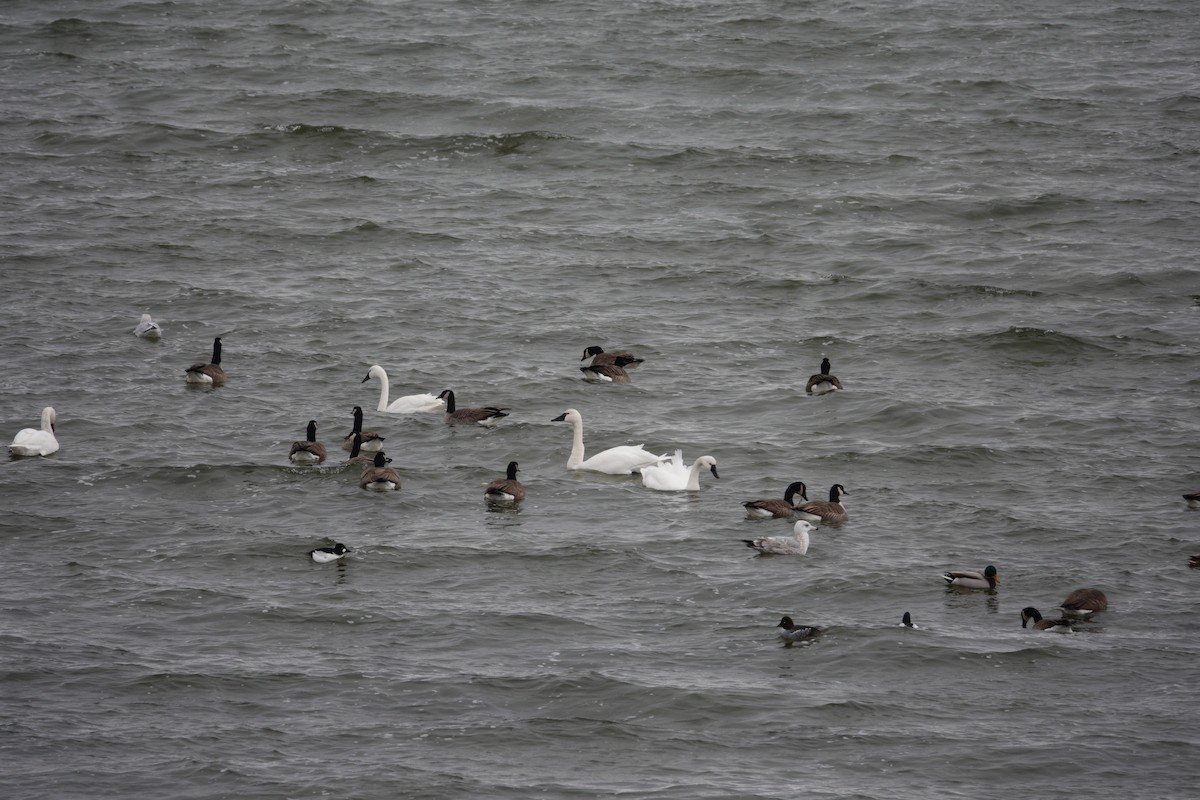 Barnacla Canadiense Grande - ML647508561