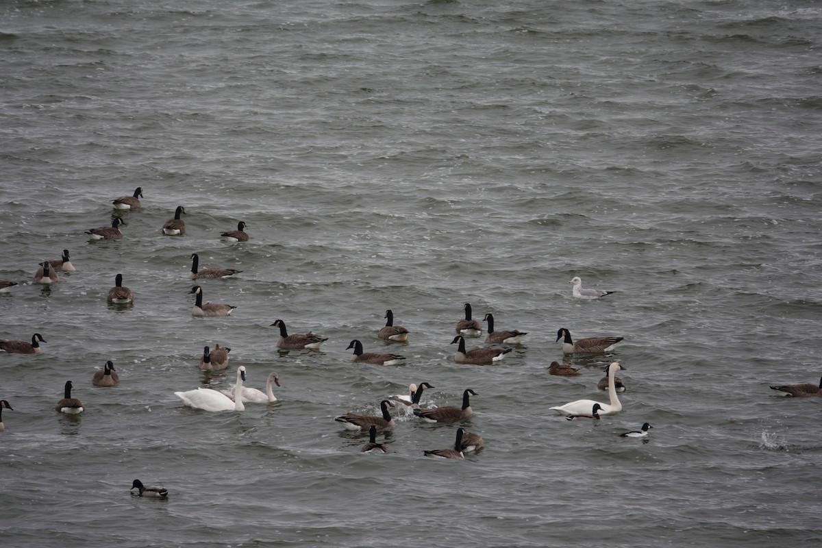 Barnacla Canadiense Grande - ML647508562