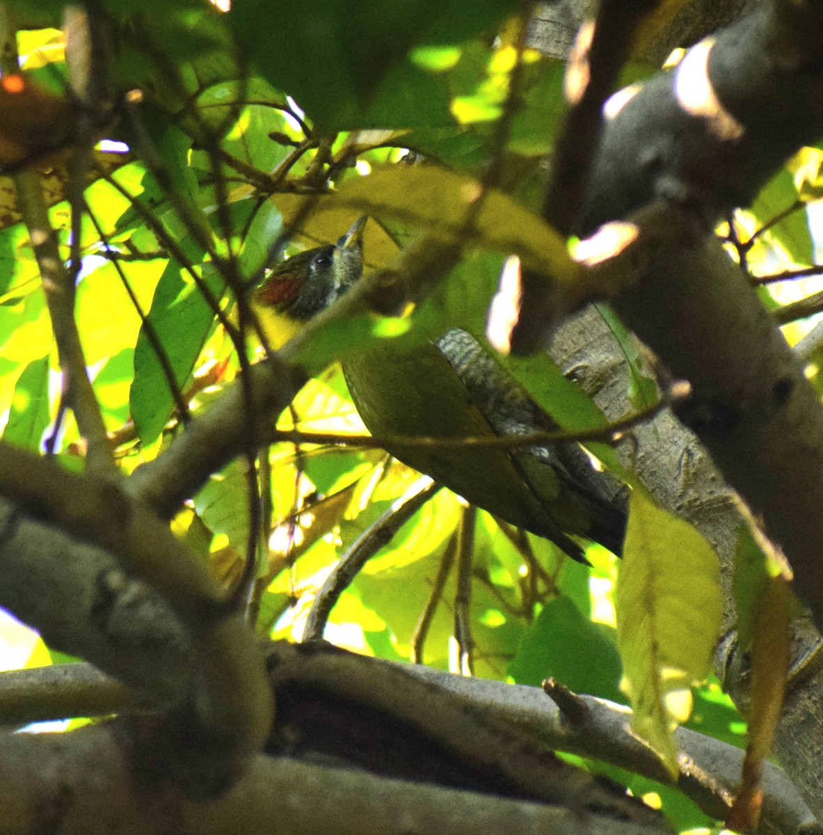 Lesser Yellownape - ML647508578