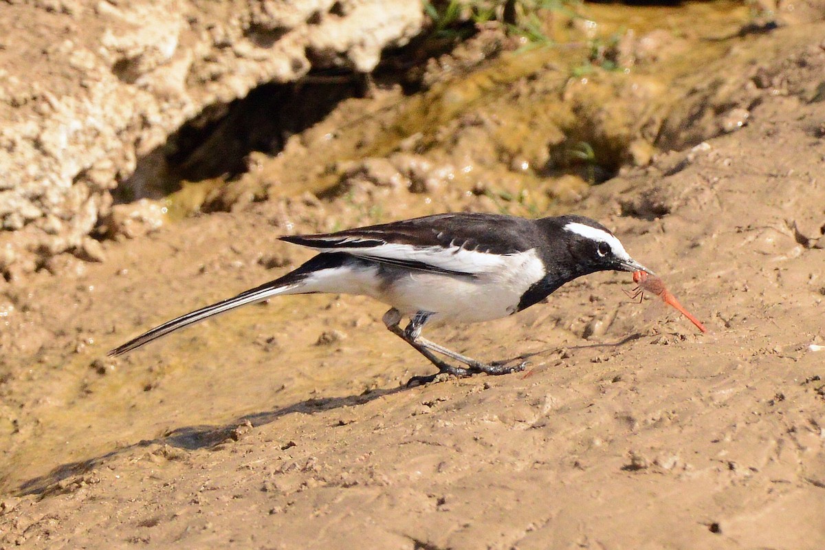 Weißbrauenstelze - ML647508582