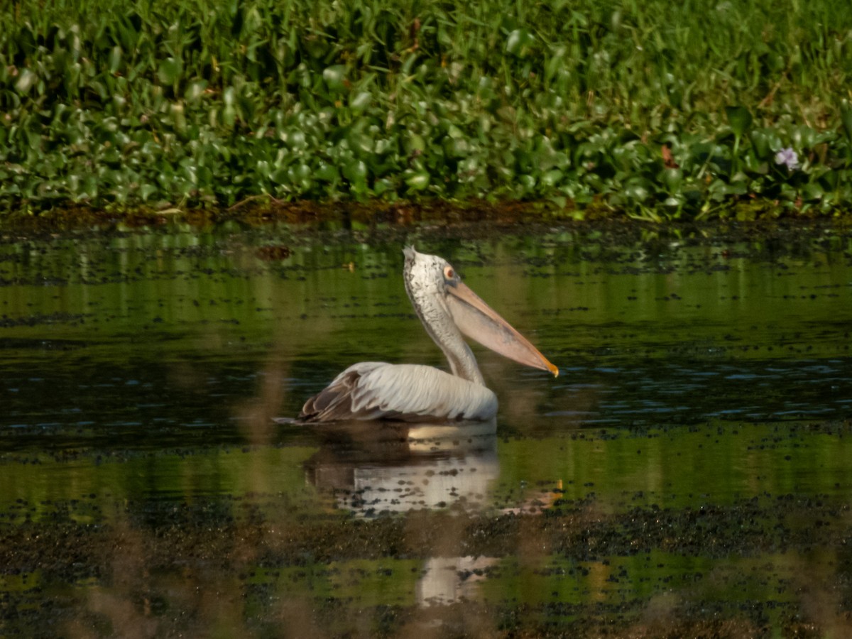 Hint Pelikanı - ML647508585