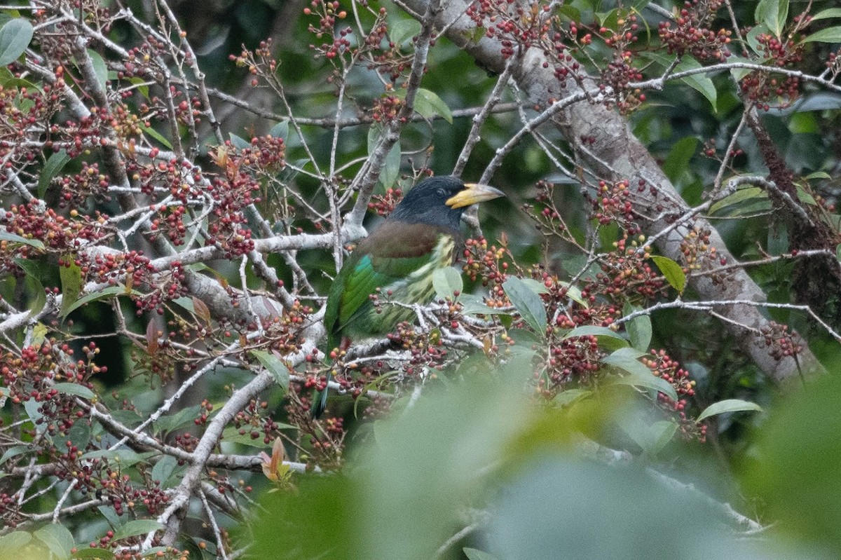Great Barbet - ML647508600