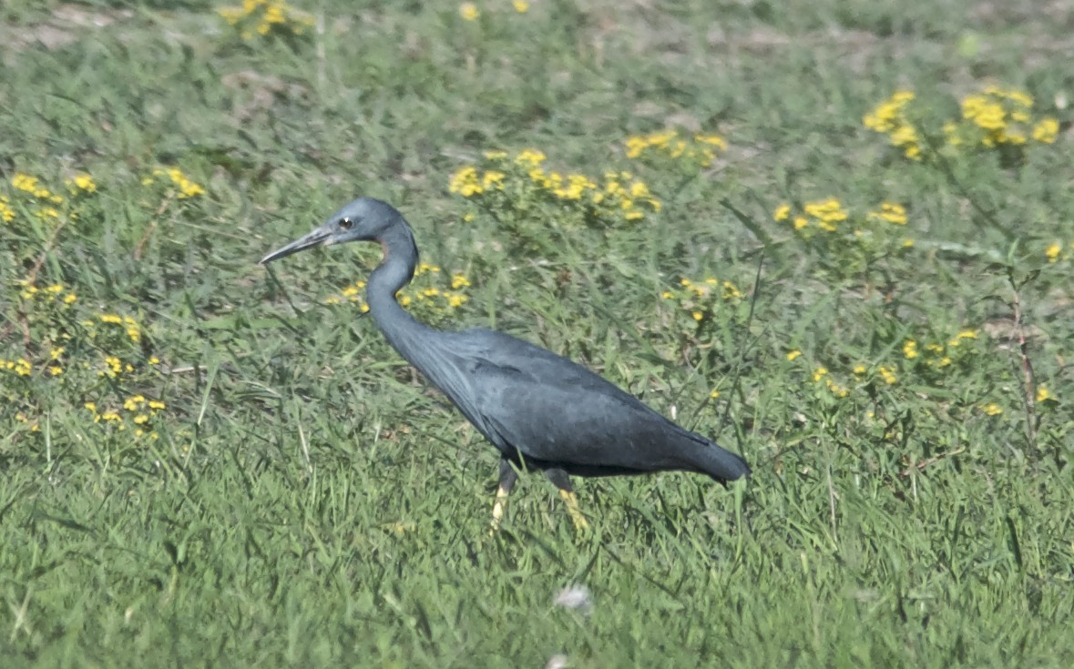 Чепура ботсванійська - ML647508627