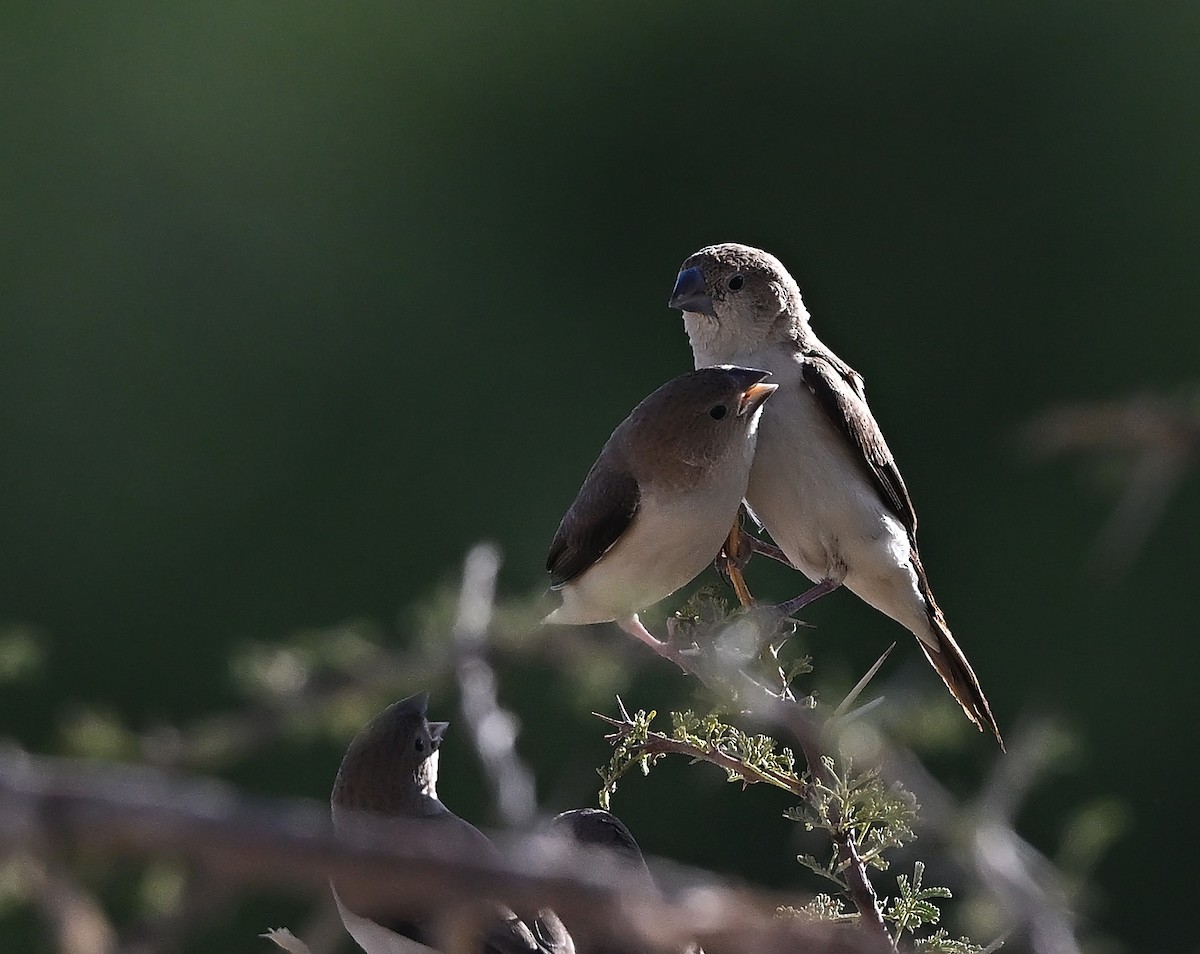 アフリカギンバシ - ML647508629