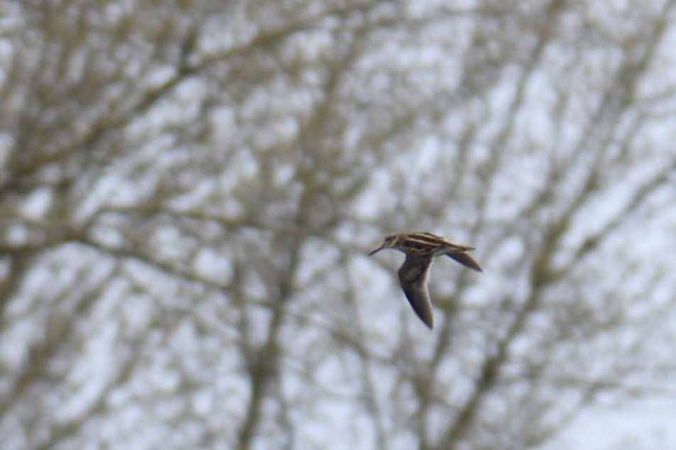 Jack Snipe - ML647508634