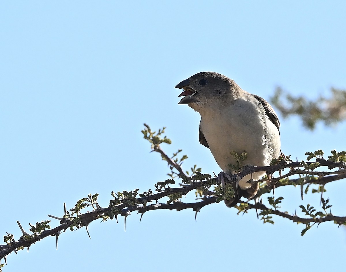 アフリカギンバシ - ML647508635