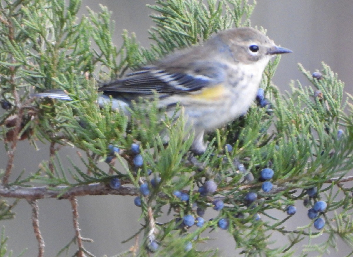 キヅタアメリカムシクイ - ML647508639