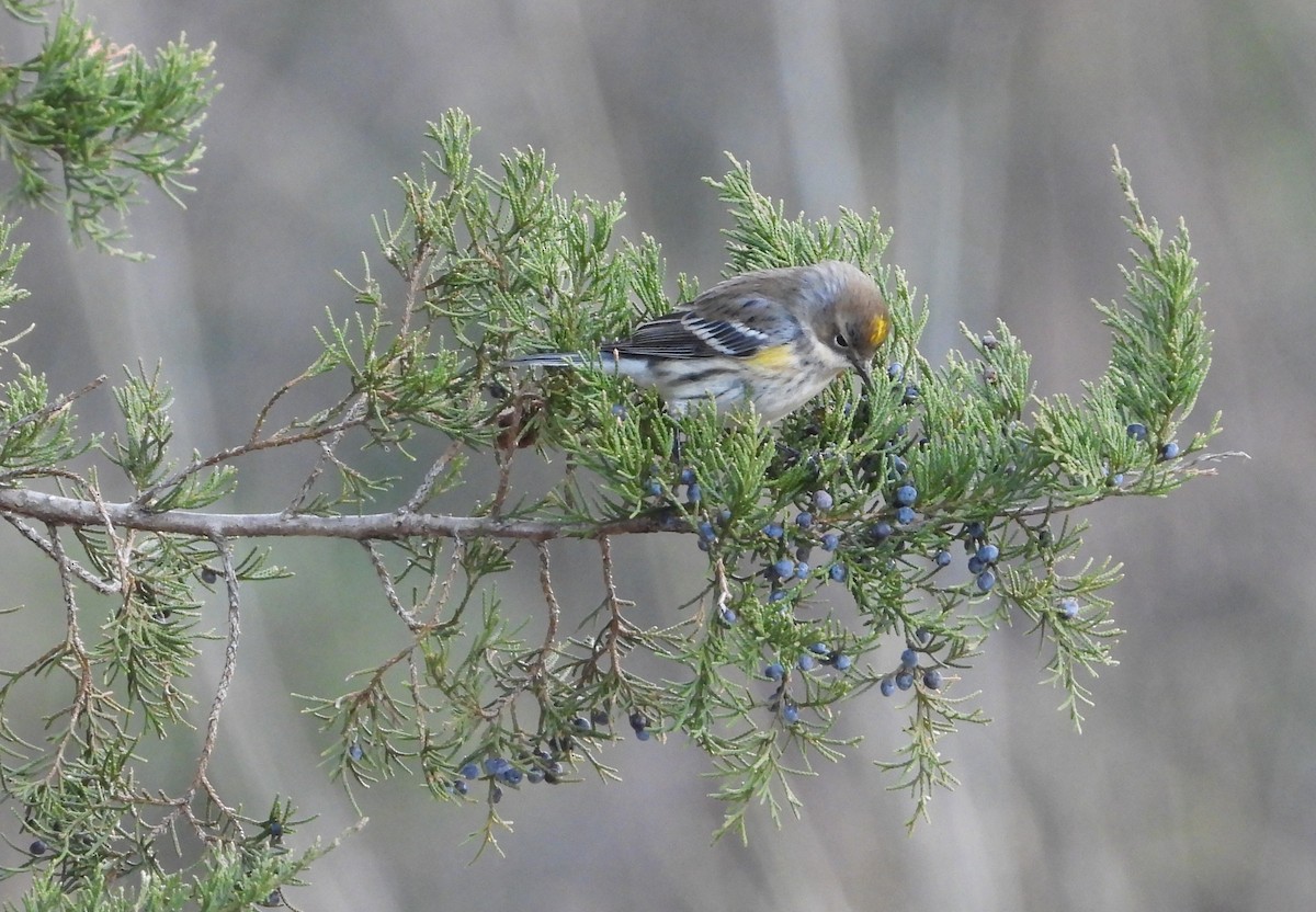 キヅタアメリカムシクイ - ML647508640