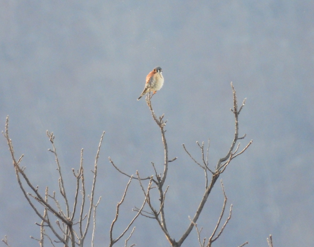 アメリカチョウゲンボウ - ML647508649