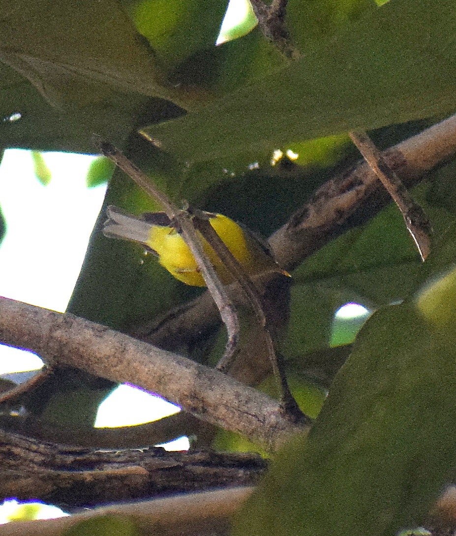 Gray-hooded Warbler - ML647508657