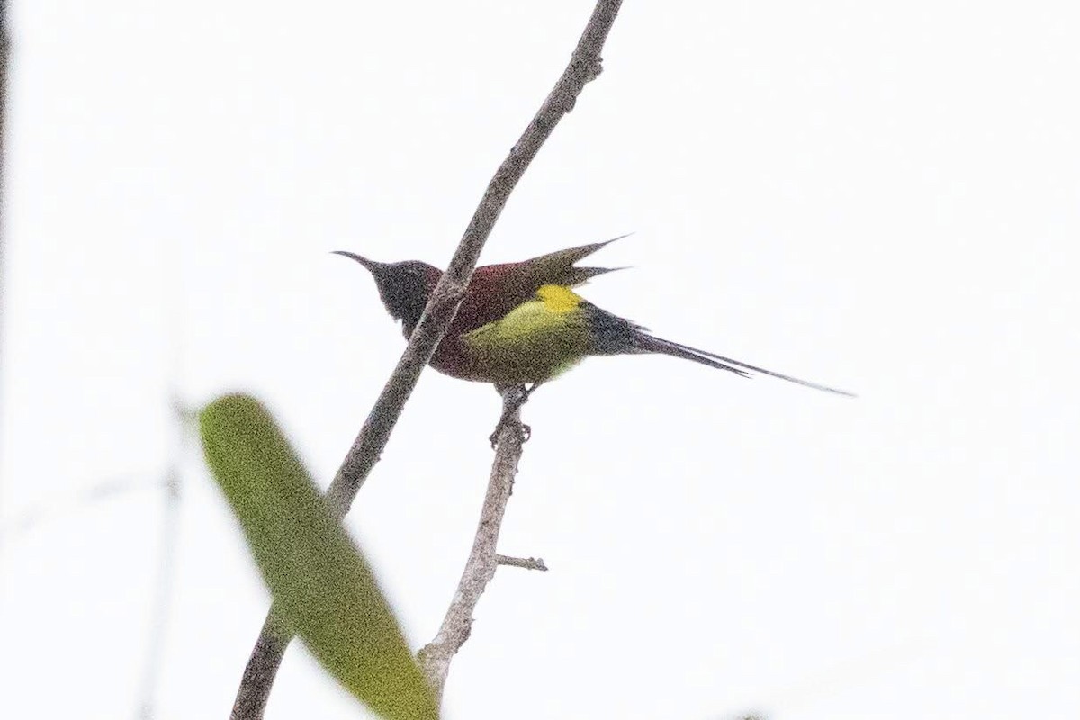 Траурная нектарница [группа saturata] - ML647508671