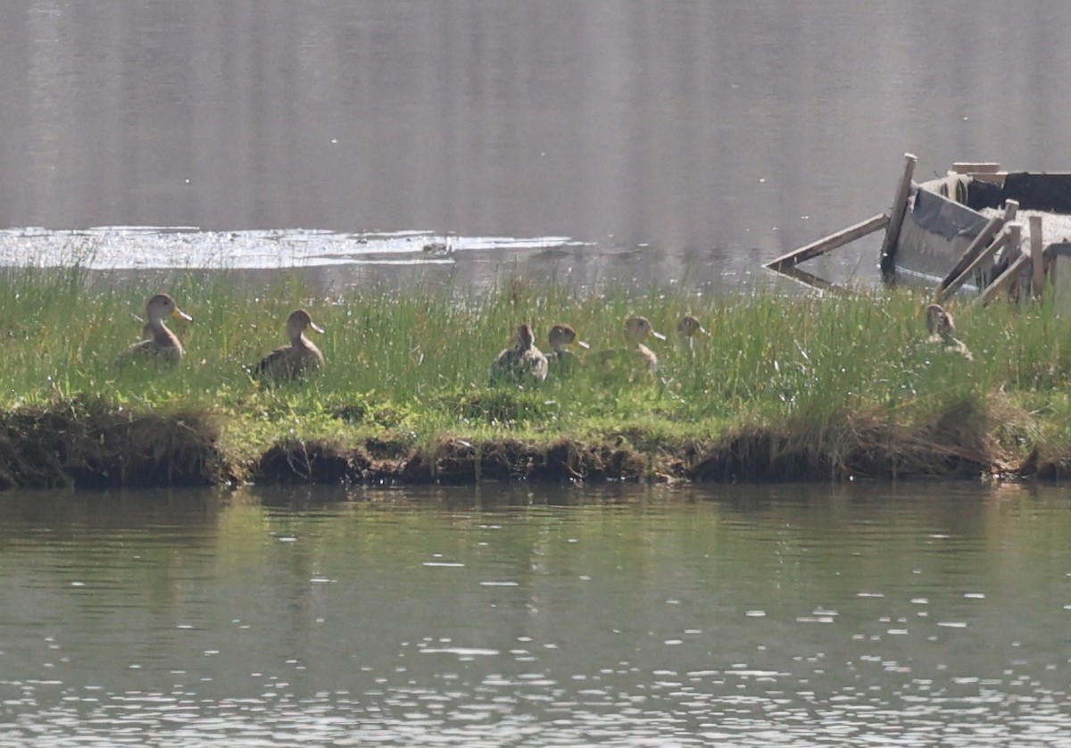 Шилохвіст жовтодзьобий (підвид spinicauda/niceforoi) - ML647508672