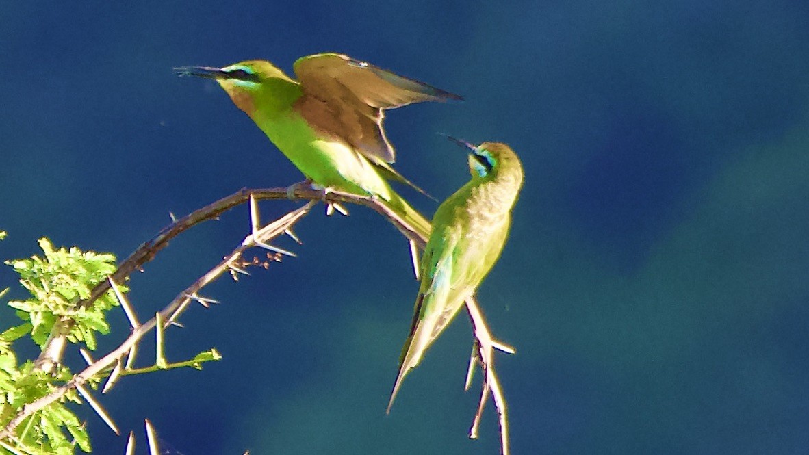 Blue-cheeked Bee-eater - ML647508677