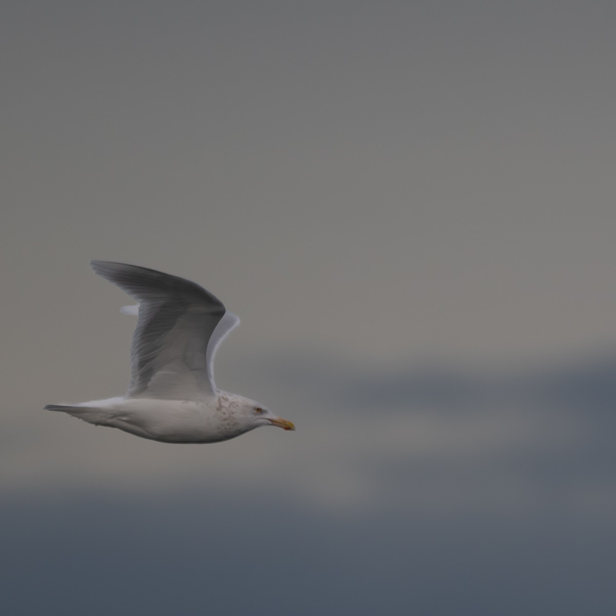 Gavión Hiperbóreo - ML647508691