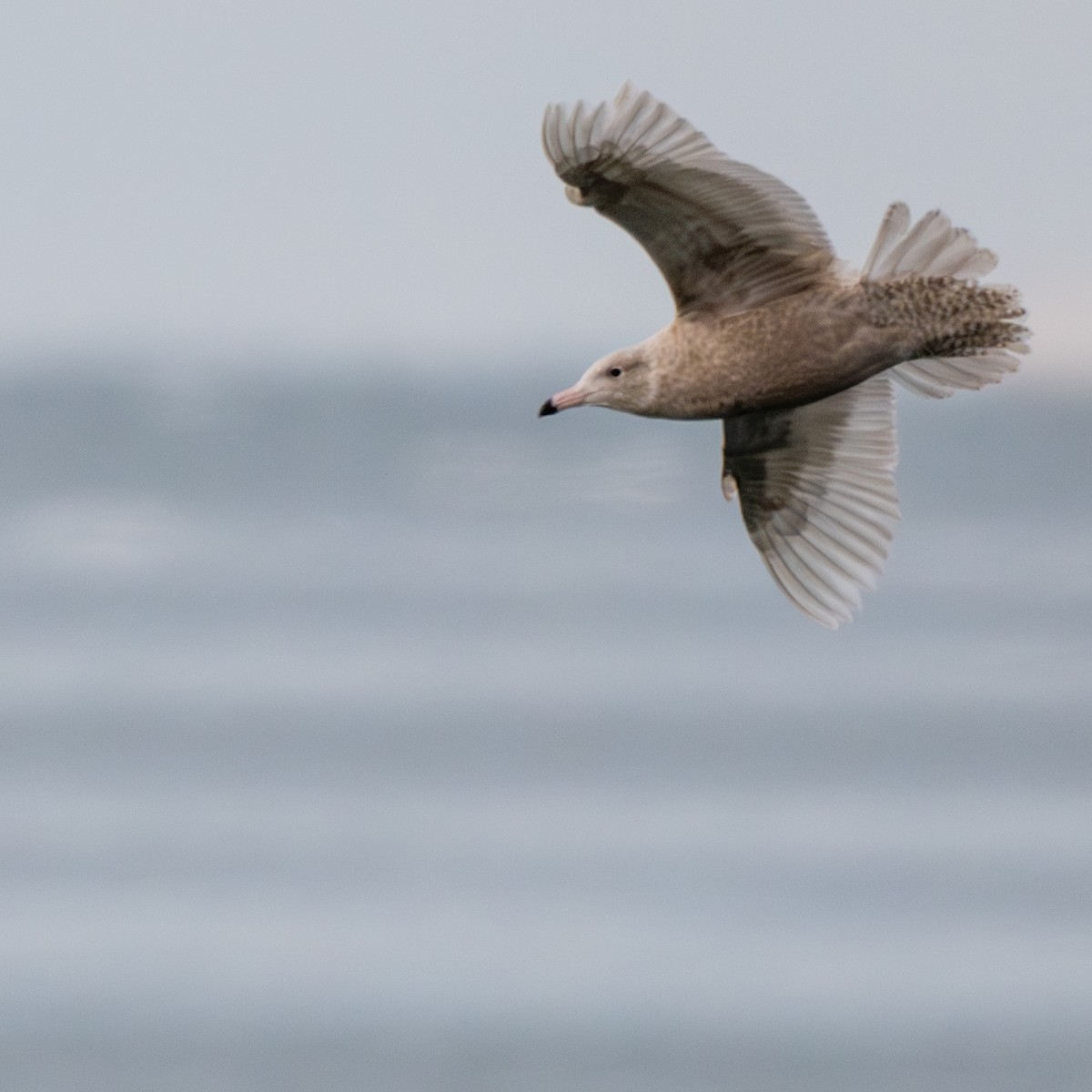 Gavión Hiperbóreo - ML647508698