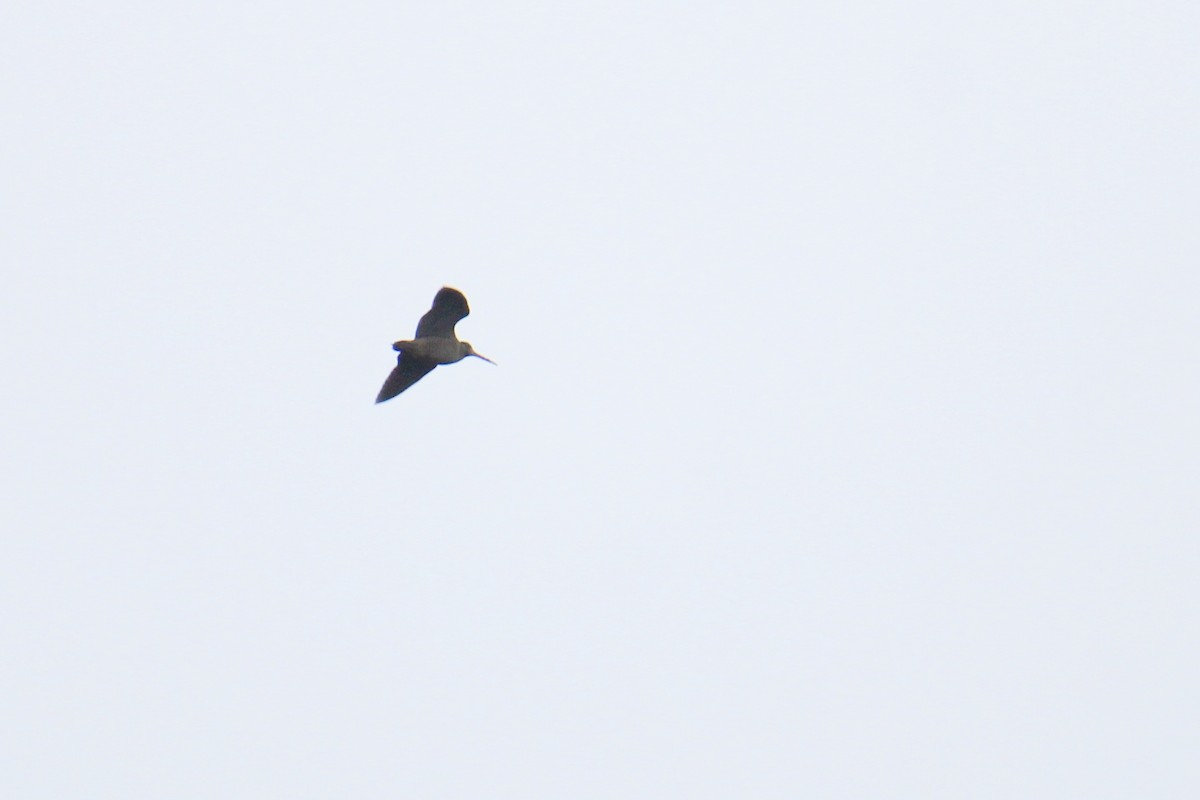 Oilagor eurasiarra - ML647508710