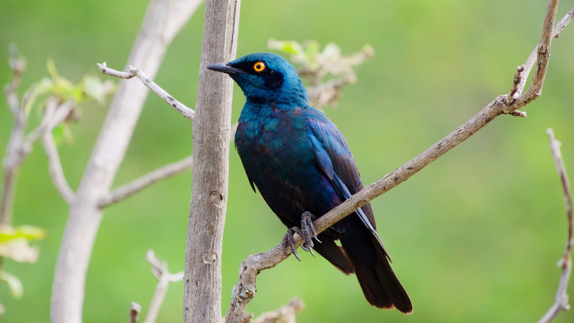 Greater Blue-eared Starling - ML647508713