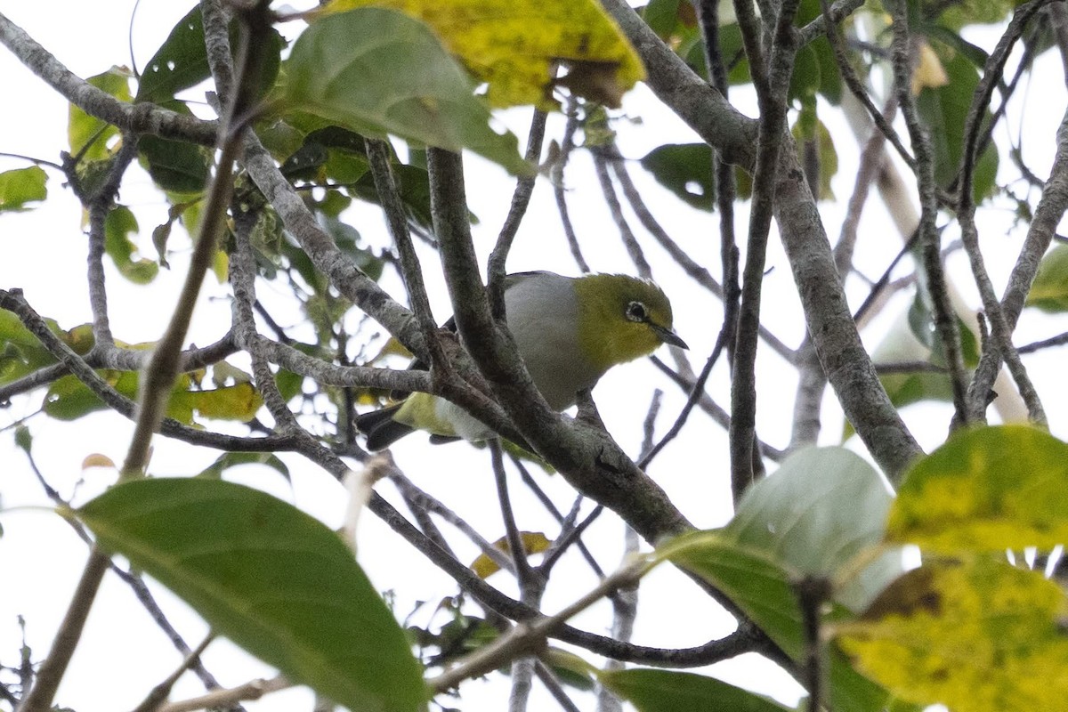 Begizuri indiarra - ML647508716