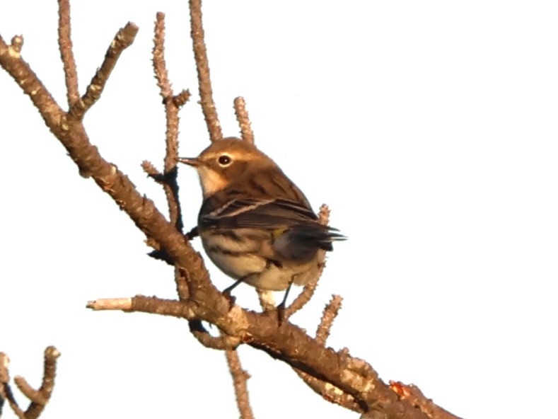 Yellow-rumped Warbler - ML647508717