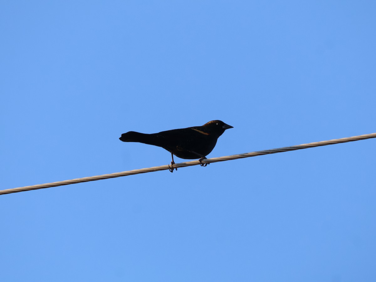 Red-winged Blackbird - ML647508719