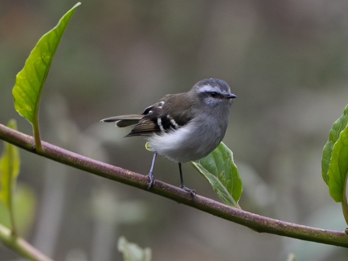 White-banded Tyrannulet - ML647508720