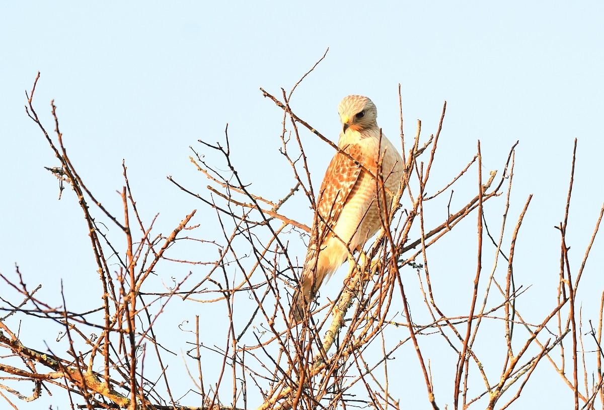 Red-shouldered Hawk - ML647508721